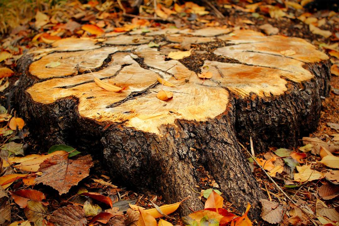 Ecoplug Stump Removal