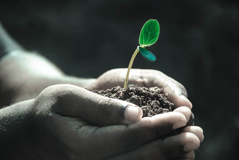 Tree Planting Services