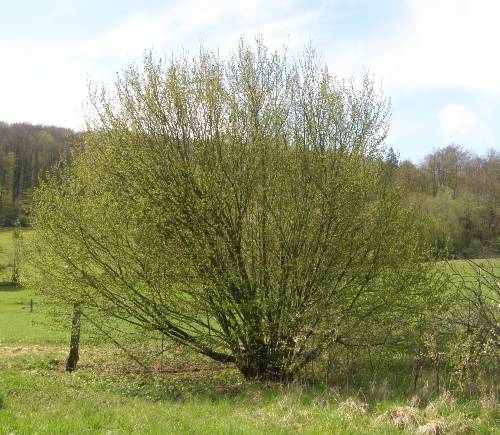 Tree Surgeon Chelmsford