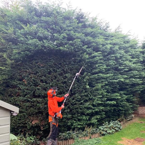 Tree Surgeon Ipswich