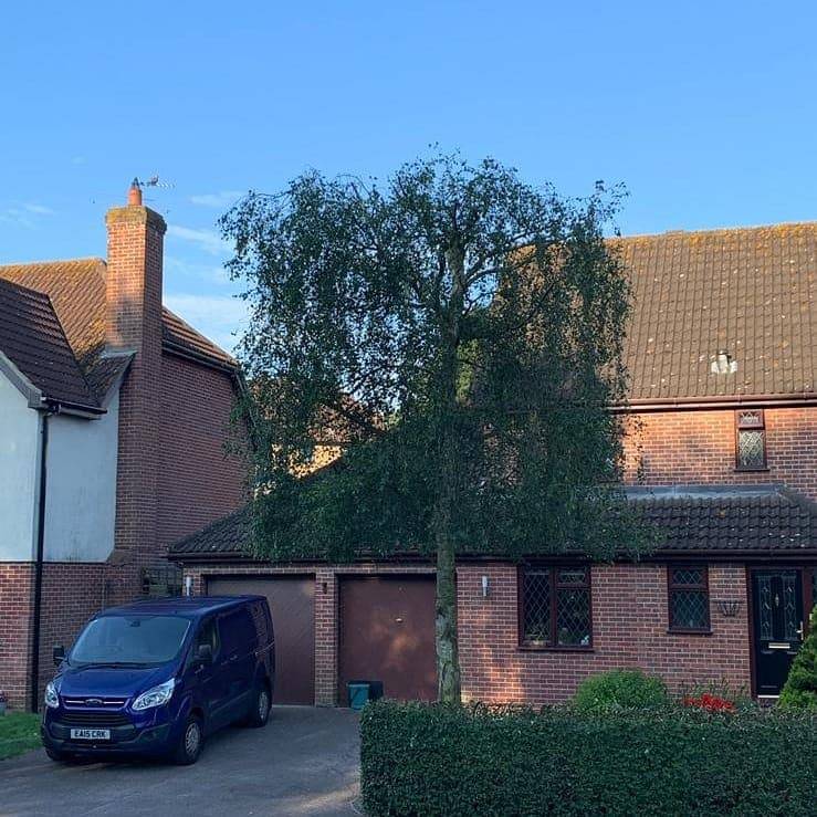 Tree Surgeon Chelmsford