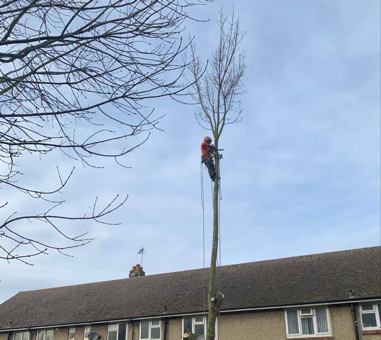 Tree Surgeon Chelmsford